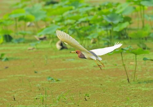 逐鹭渡天下,探寻自然之美与人生哲理的旅程  第2张